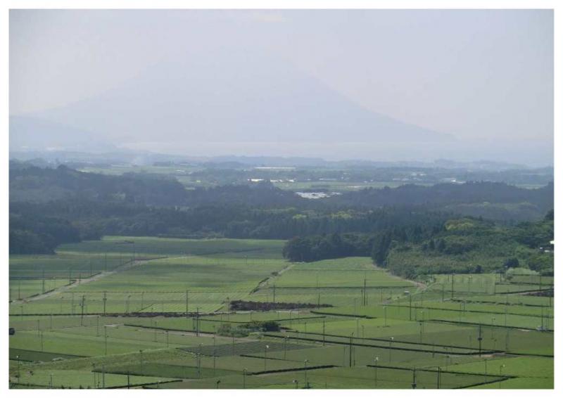 知覧の茶畑と開聞岳