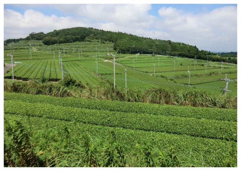 茶畑の風景①