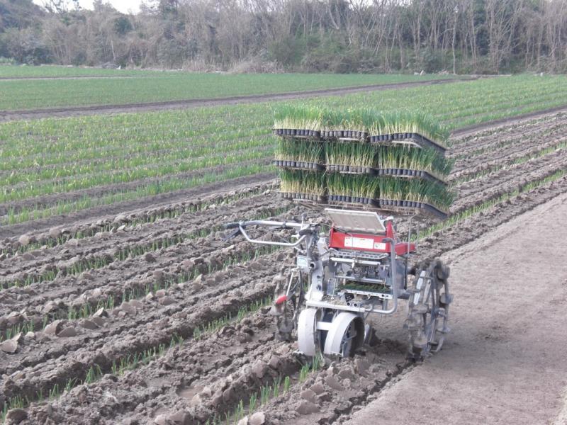 白ネギの植え付け機械