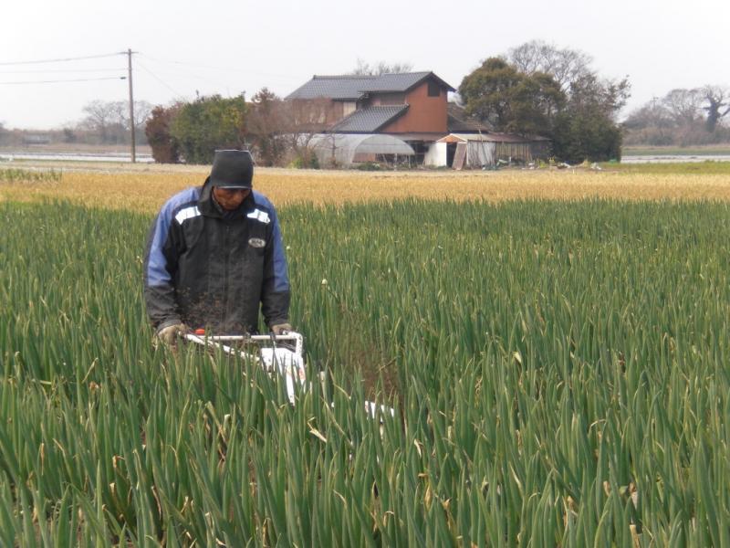 ネギの根本に土上げ作業を行っています。