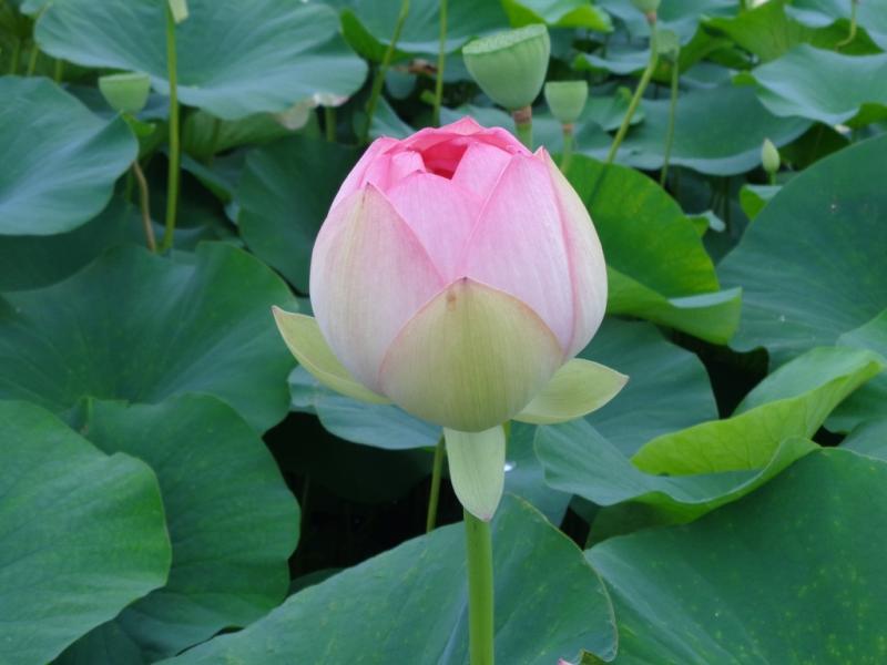 ハスの花が咲いています。