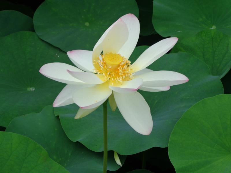 こちらもハスの花です。