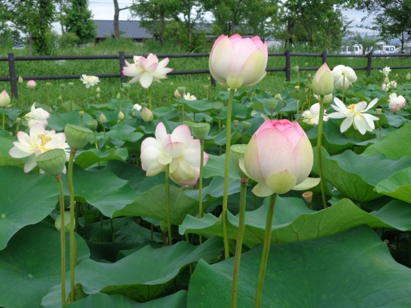 ハスの花が咲き乱れています。
