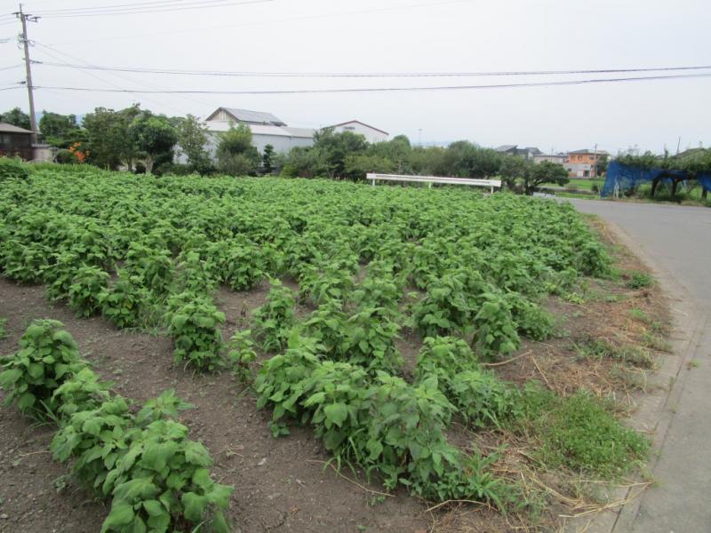 福岡の平田果樹園の薬用作物です。