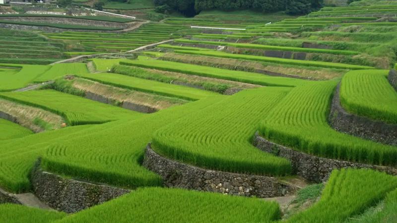 長崎県波佐見町の棚田です。