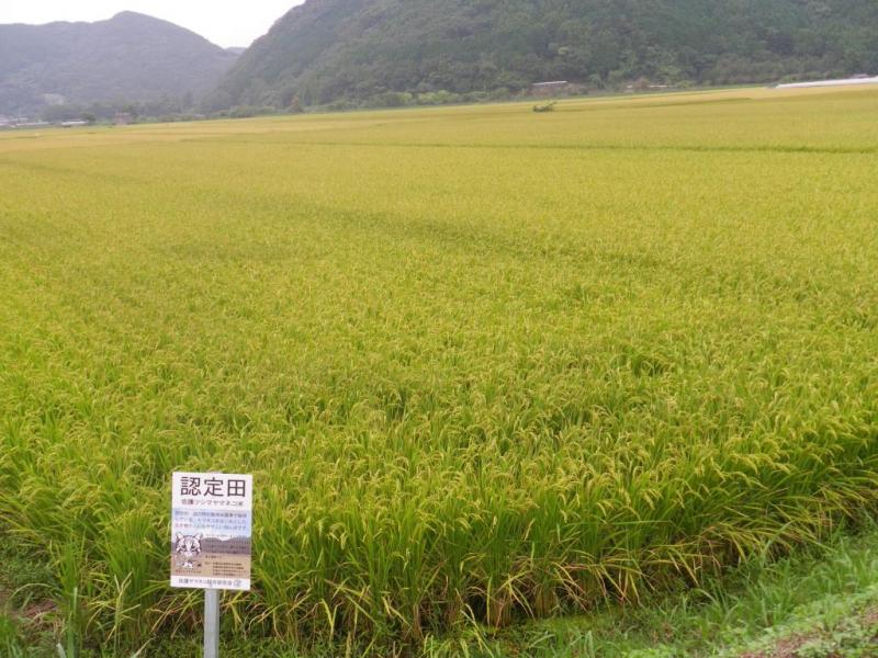 対馬市の水稲の様子