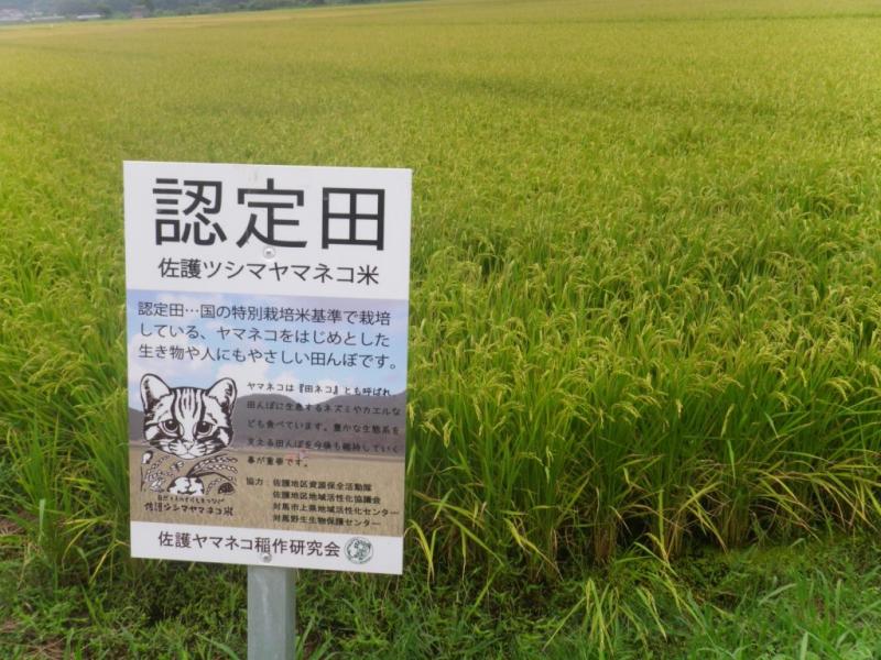 対馬市の佐護ツシマヤマネコ米の田