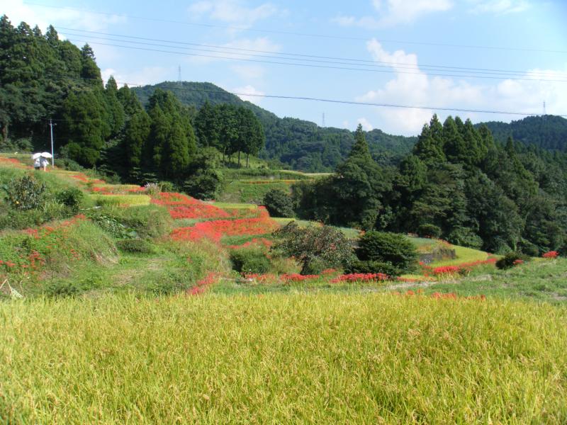 江里山の棚田風景です。