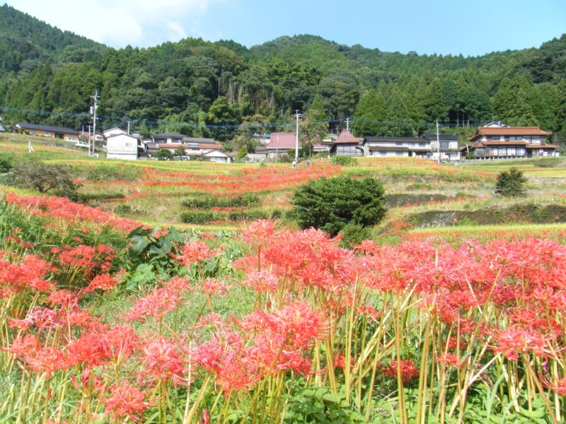 江里山の棚田の風景です。