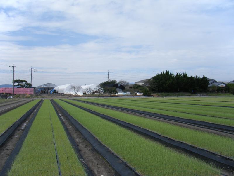 たまねぎの苗床です。