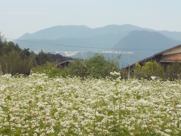 そばのある風景です。