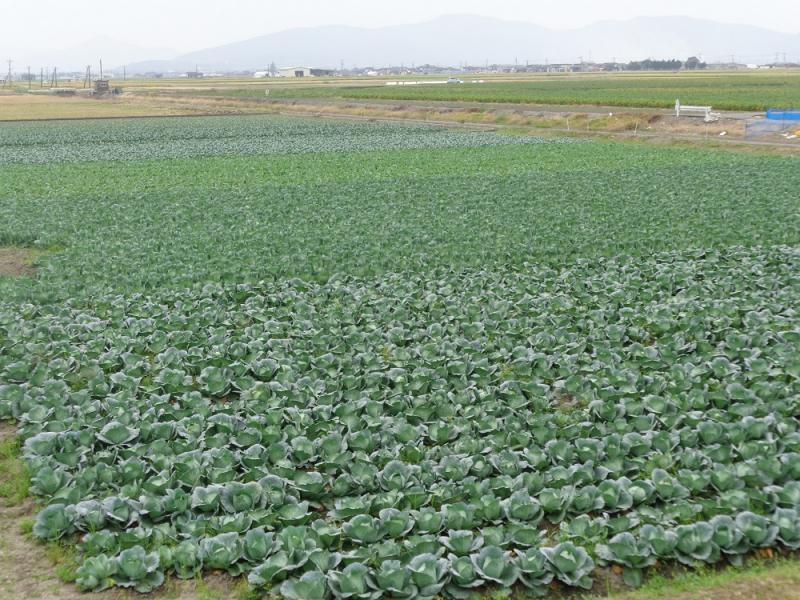 干拓地の広大な畑でのキャベツ栽培です。