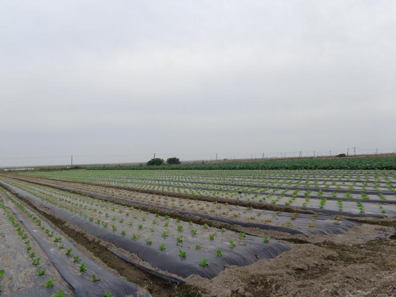 干拓地のレタス植え付け状況です。
