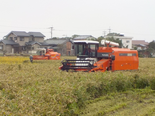 久留米市でハトムギの収穫が行われていました。