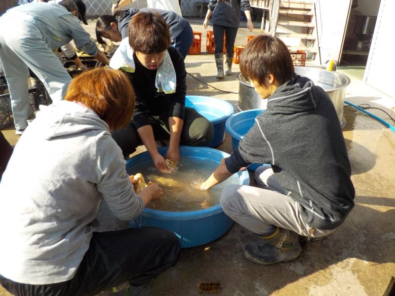 仕込み(洗浄)を行う様子