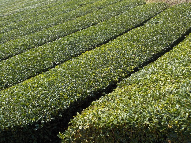 茶園の状況