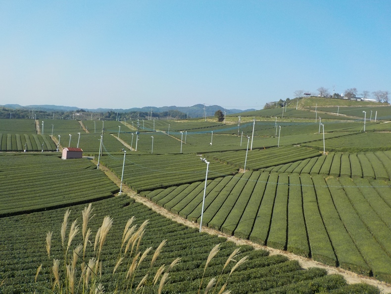 11月の茶園