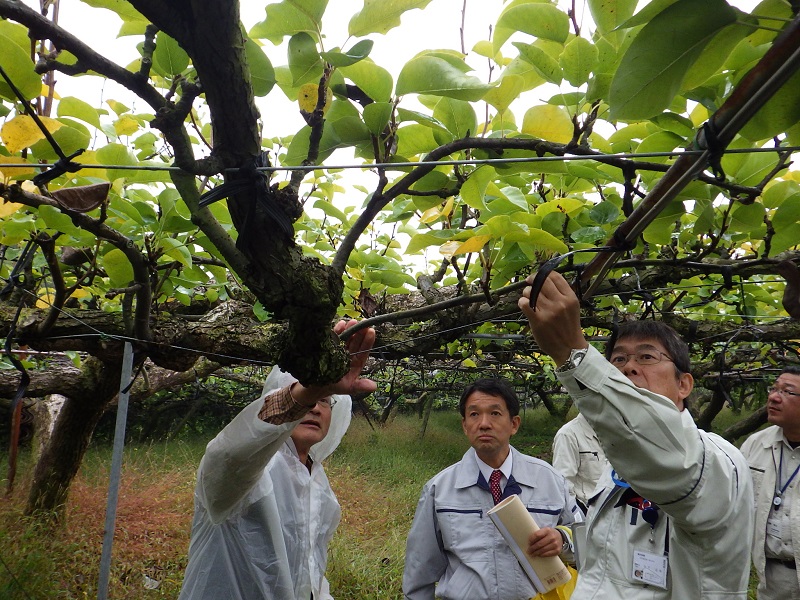 果樹園地調査の模様