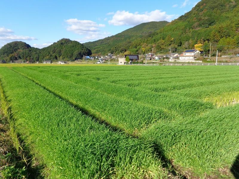 青々と生い茂る大麦若葉