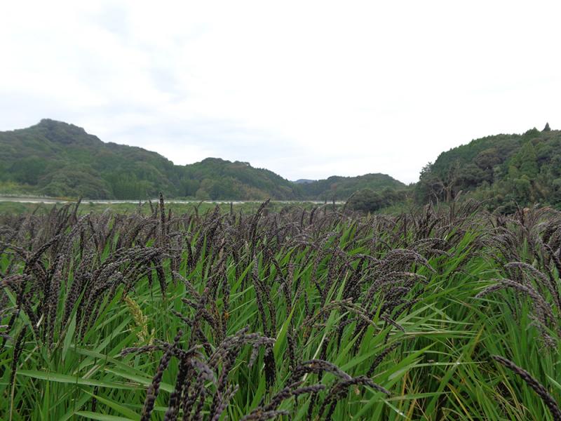 紫黒米です
