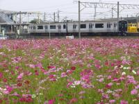 休耕田に咲くコスモス