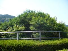 嬉野の大茶樹