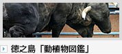 徳之島動植物図鑑