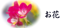 花のイメージ画像