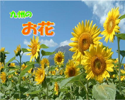 九州のお花（イメージ画像）