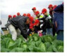 野菜料理教室