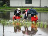田植え