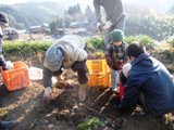 野菜の収穫