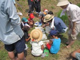 田んぼの生き物調査