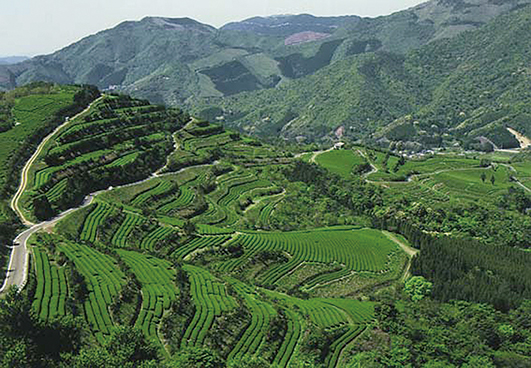 Kitaura Tea Village (Nobeoka,Miyazaki prefecture, Japan)