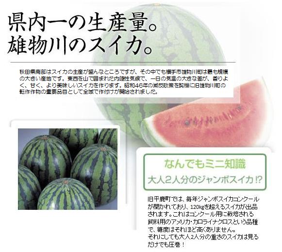 県内一の生産量。雄物川のスイカ。