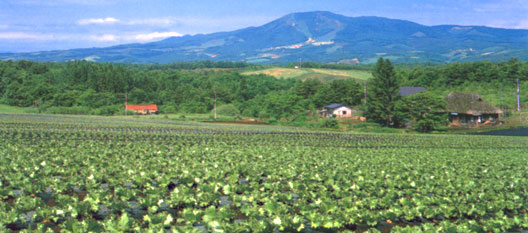 写真4