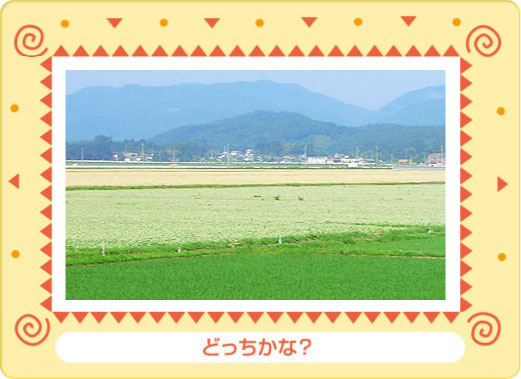 Q1.写真の中の白い小さな花は何の作物の花でしょう？