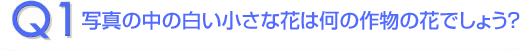 Q1、写真の中の白い小さな花は何の作物でしょう？