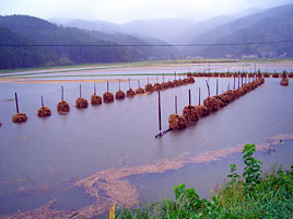 水稲