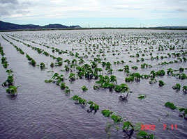大豆
