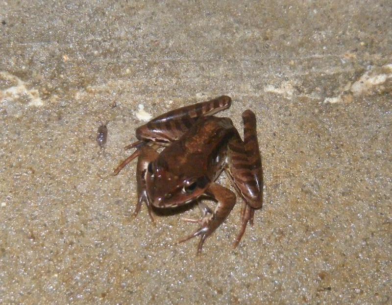 ヤマアカガエル