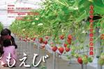 もえび31号