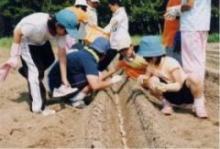 ながいも植え付け（小学児童の体験学習）