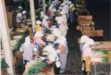 選別出荷作業