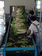 だいこんの洗浄作業