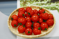 JGAP認定農場で作られる程良い酸味の中玉トマト「フロリーノ」