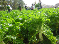 蔵王高原大根狩り