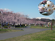 加瀬沼公園の桜