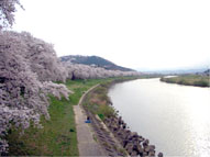 大川原町・柴田町一目千本桜