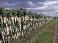 仁井田だいこん干し